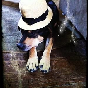 Meet your Posher, Brandy